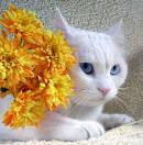 chat